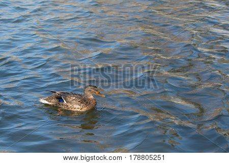 Duck on pond. Spring. Sunlights. Birds on the.water.
