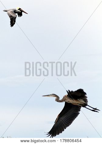 Birds. The image was taken in Corpus Christi, TX