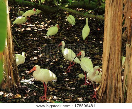 Herons The image was taken in Florida National Park
