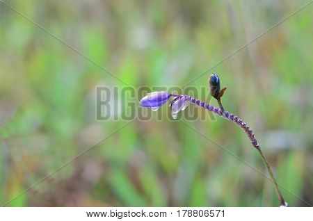 Murdannia giganteum wild violet flower in Phu Soi Dao Thailand National Park - selective focus