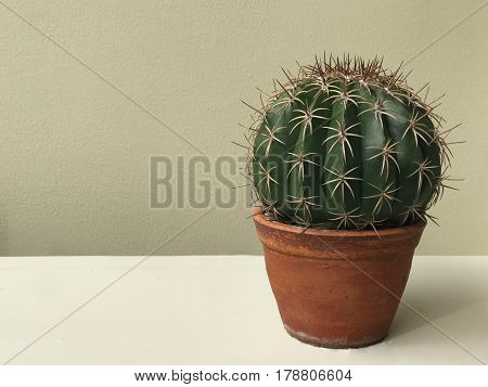 Side view of Melocactus in brown pot with copy space