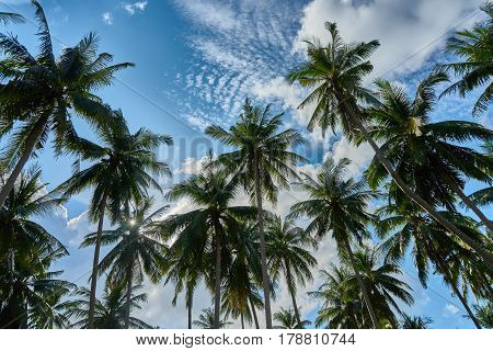 Palms View From The Bottom