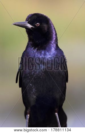 Male Boat-tailed Grackle (Quiscalus major) with a green background