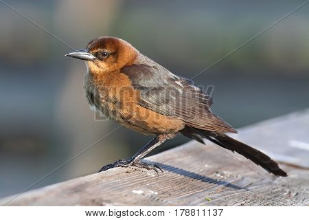 Female Boat-tailed Grackle (Quiscalus major) perched on a rail