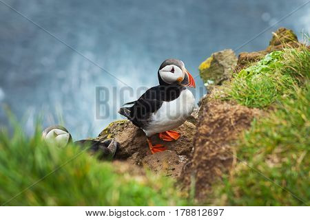 Atlantic Puffin on Latrabjarg Cape, Vestfirdir, Iceland.