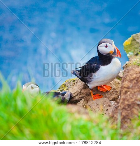 Atlantic Puffin on Latrabjarg Cape, Vestfirdir, Iceland.