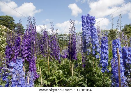 Delphiniums ที่ Alnwick Garden