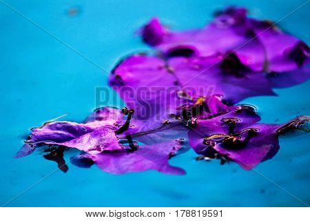 Bouganvillea flower floating in the water of a swimming pool