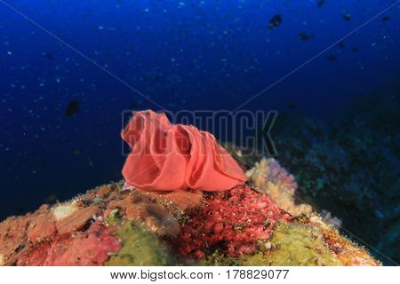 Eggs of Spanish Dancer nudibranch