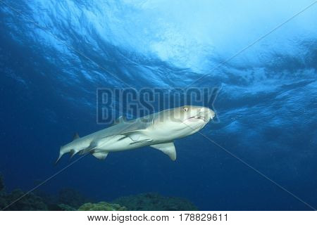 Whitetip Reef Shark