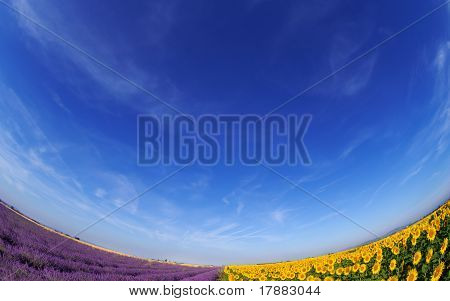 Lavanda e girassol Fileds sob céu azul