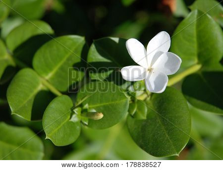 white tropical flower on a background of green leaves. Wild flowers in nature. beautiful background with a white flower on a green background.
