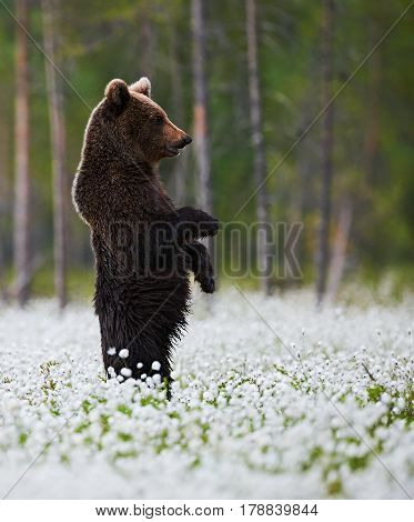 Brown Bear standing in the middle of the cotton grass in a Finnish swamp.