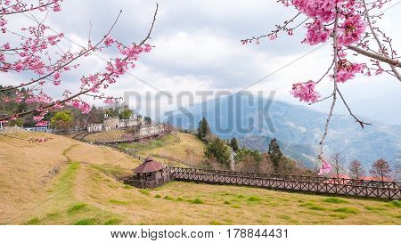 Mountain landscape at Cingjing Farm Taichung city Taiwan under white cloud with pink Cherry blossom foreground