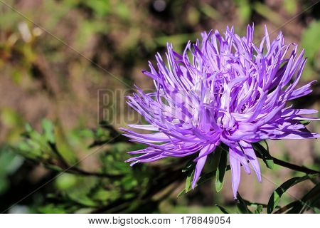 Dark purple chrysanthemum on a green background