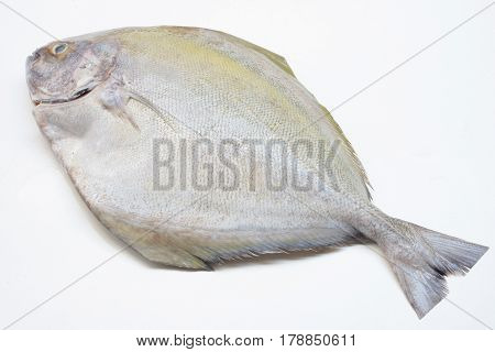 Black pomfret fish isolated on white background.