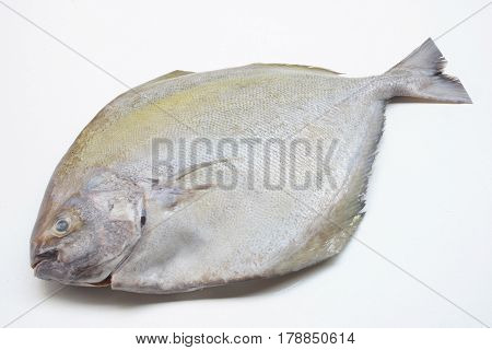 Black pomfret fish isolated on white background.