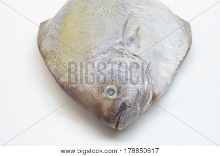 Black pomfret fish isolated on white background.