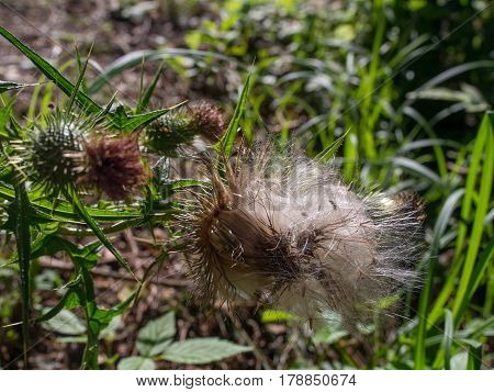 Cracked flower of thistle in the setting sun
