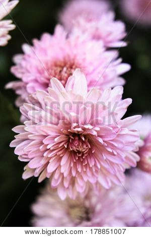 Light pink chrysanthemum on a dark background