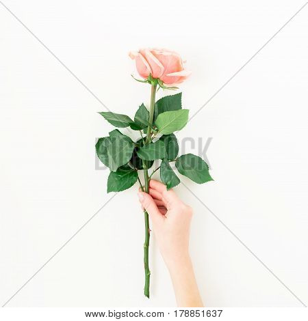 Pink rose and female hand isolated on white background. Flat lay, top view
