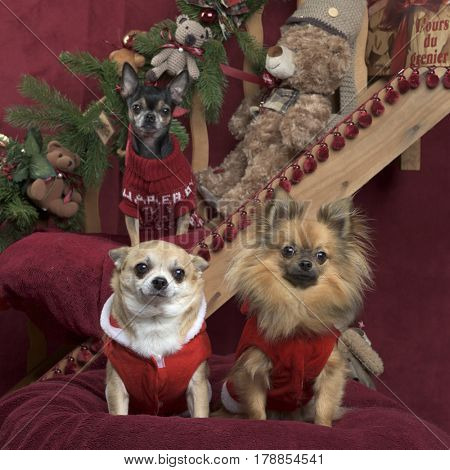 Chihuahuas posing, in christmas decorations