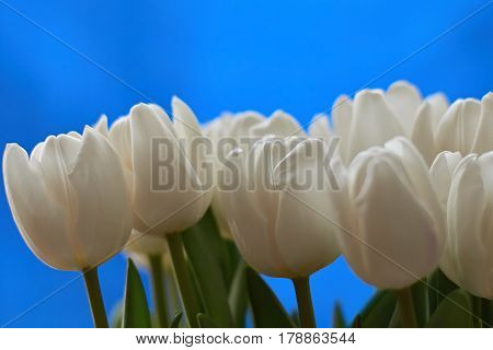 Bouqet of white tulips on blue background. Spring composition
