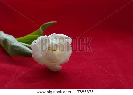 Fine art of close-up Tulips blurred and sharp White tulip on a red velvet background with bokeh