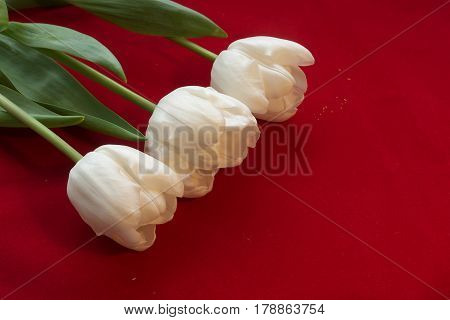 Fine art of close-up Tulips blurred and sharp White tulip on a red velvet background with bokeh