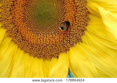 close up of bee Collects nectar on sunflower sumer sunny day