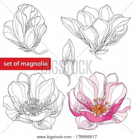 Vector set with ornate magnolia flowers and buds isolated on white background. Floral elements in contour style for summer design and adult coloring book.