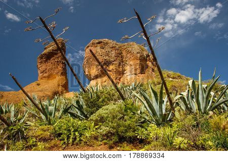 Volcanic rocks with cactus in Anaga Rural park, Tenerife, Canary islands