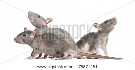 Three Young Hairless rats, isolated on white