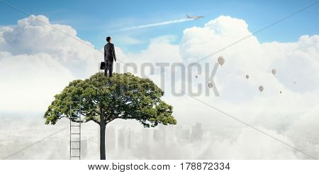 Forestation as ecologyy solution