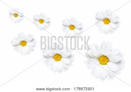 camomiles on white background - abstract, different size