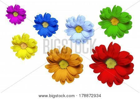 colored camomiles on white background - colors of rainbow