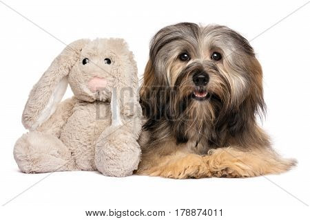 Cute Havanese dog lying with a rabbit plush toy - isolated on white background