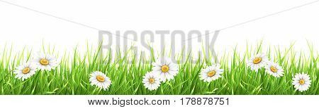 Grass and chamomile. High detailed vector illustration. Element for the design foreground card about nature.