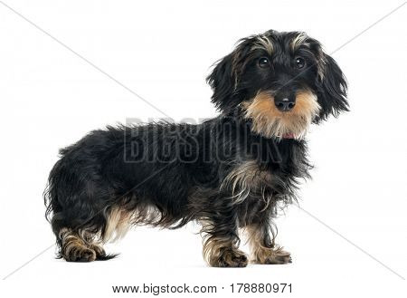 Daschund standing and looking at the camera, 1 year old, isolated on white