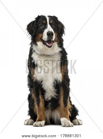 Bernese Mountain Dog sitting, 1 year old , isolated on white