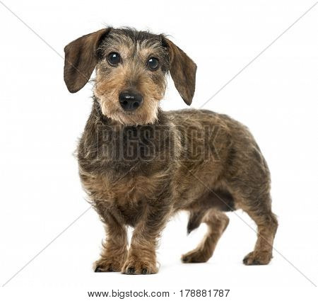  Brown Daschund standing, 11 years old , isolated on white