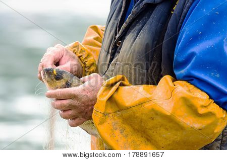 Fisherman is removing a fish from the fishing net.