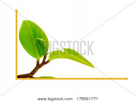 Isolated on white background Green sprout on straight coordinate - diagram