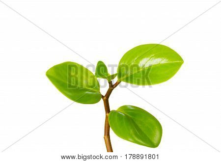 Green sprout with green leaves growing on white background