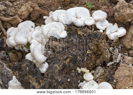 Lentinus Squarrosulus Naturally Grow From Decay Tree Stump
