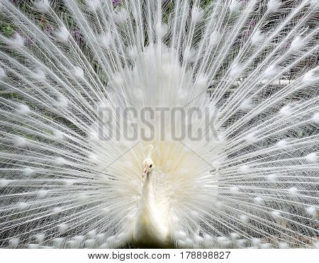 White peacock with outspread tail, can be used as a background