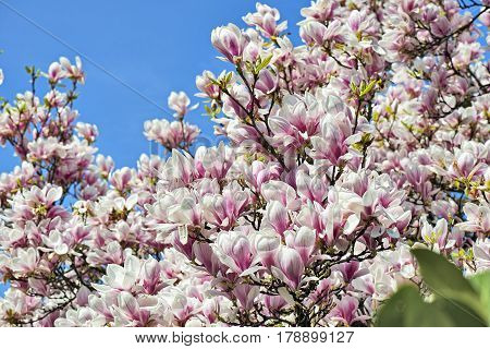 Beautifull Magnolia Tree And Flowers In Easter