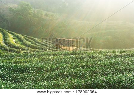 Tea Plantation Field Sunrise