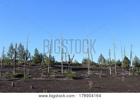Dead Forest, Tolbachik volcano Kamchatka Russia, sunny day