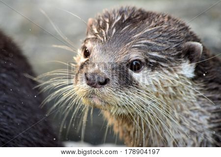 Portrait of the otter, close-up photography of the head